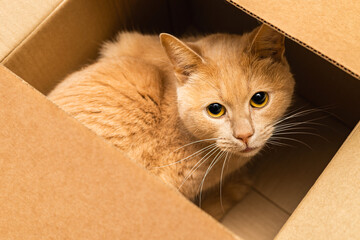 red cat sitting in a cardboard box