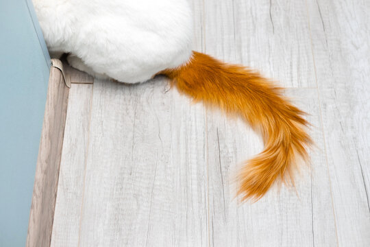 a red cat's tail sticks out from around the corner