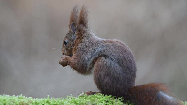 Red squirrel sitting on a dead wood eating sunflower seeds and looking attentively,  european red squirrel, february, north rhine westphalia, (sciurus vulgaris), germany