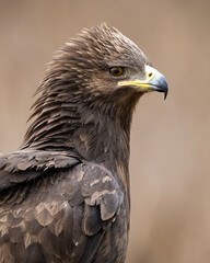 Greater spotted eagle (Clanga clanga) portrait in the forest at spring