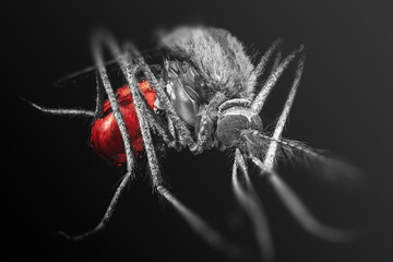 Mosquito full of blood on a black background. Close-up macro shot of an insect.