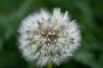 Close-up of a white dandelion among the grass