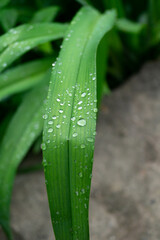 Drops of water on a narrow leaf of a plant