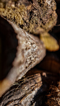 wood 2