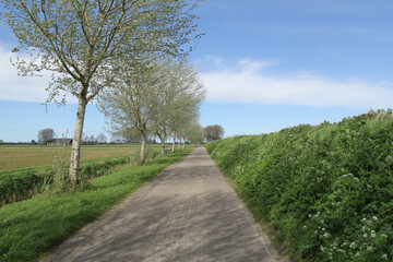 a typical dutch rural landscape of a country road with a road of white birch trees and a green verge in springtime