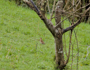 song thrush pecking in a fresh grass meadow