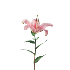 A solitary pink lily stands out against a clean transparent background with a clear background