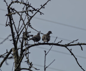 couple of doves on a branch in the field
