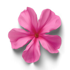 pink flower isolated on white