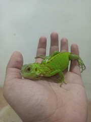 beauty reptil iguana close up photograph