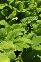 Green lettuce growing in the vegetable garden.