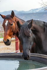 Obraz premium horses in a field