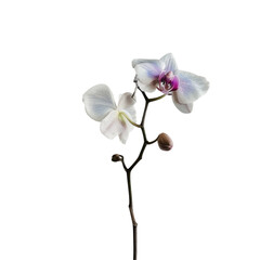 Naklejka na ściany i meble A solitary Phalaenopsis flower flaunting its delicate white and purple petals stands out against a clear transparent background