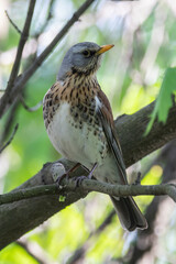 fieldfare