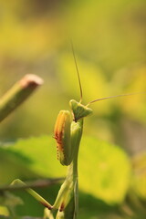 Praying Mantis
