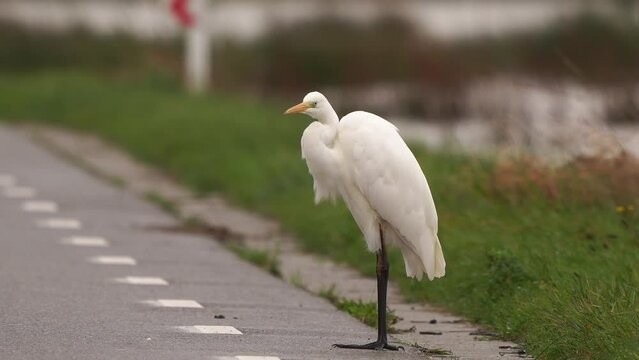 A great egret (Ardea alba) defecating on the road while standing in front of a traffic sign