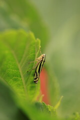 Evacanthus