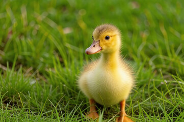  little duckling  springtime, in the green grass domestic animal