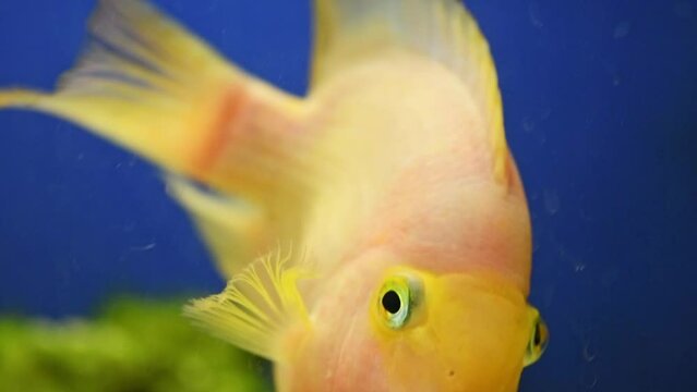 yellow, orange fish Red parrot cichlid parrot swims in aquarium, fish care, blue background, underwater world