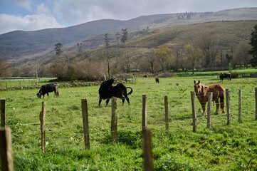Livestock (cows, oxen, horses, bulls...) grazing in the green fields of Cantabria. Spain