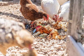 Bunch of Chickens Eating Leftover Food as Feed