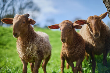 Sheep grazing on a farm in the Barrio de Arriba de Ucieda, in the Autonomous Community of Cantabria, Spain.