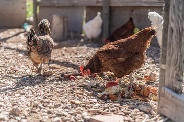 Chickens in Coop Eating Leftover Food Feed Scraps
