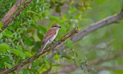 Red-backed Shrike (Lanius collurio) is a common species in European countries. It is a species with a high probability of being seen everywhere in Turkey except in spring and settlements.