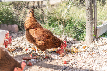 Chickens in Coop Eating Leftover Food Feed Scraps