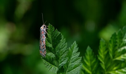 Utetheisa pulchella... The scarlet-spotted moth with the scientific name Utetheisa pulchella is a...