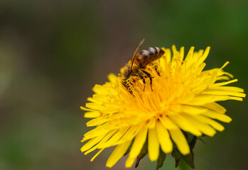 bee on flower