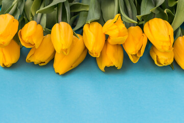 yellow tulips lie on a blue background. Floral background for postcard, banner