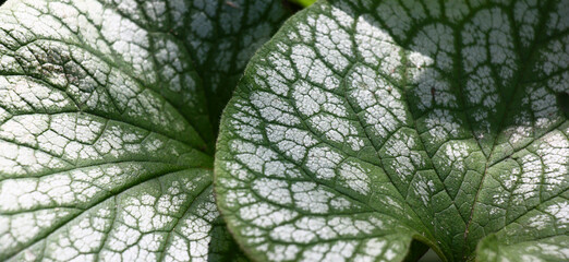 Sunny summer day. Brunnera of a grade Jack Frost. Large juicy leaves with a pattern green a streak...