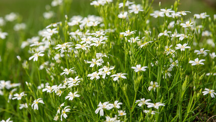 Fototapeta premium grass with flowers