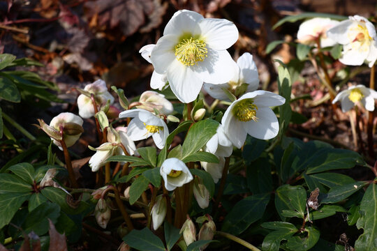 The day spring sun lights fresh flowers of a helleborus niger with bright white petals.