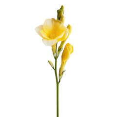 A lone yellow freesia stands out against a transparent background
