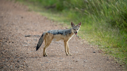 black backed jackal