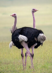 ostrich in the savannah