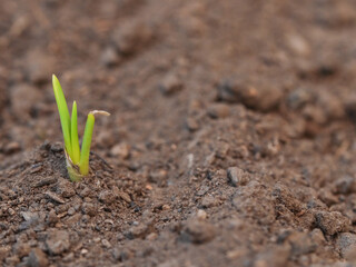 Beautiful view of a young onion sprout.