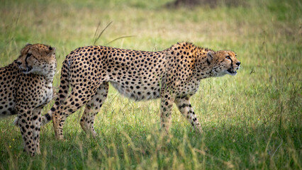 Cheetah Stalking Prey