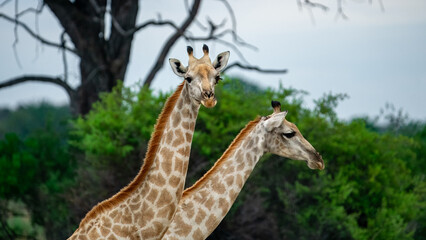 Pair of African Giraffes in the Wild