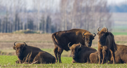 European bison females resting in sunny day