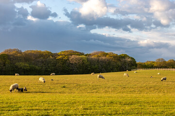 Sheep and lambs grazing in a field in rural Sussex, with evening light