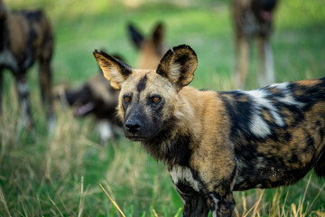 African Wild Dog With Its Pack