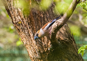 Hawfinch (Coccothraustes coccothraustes) close-up