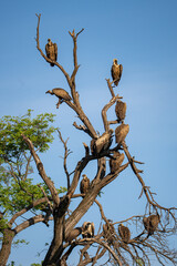 Vultures 