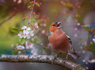 beautiful bright bird, a male finch sits on a blossoming cherry branch in a spring sunny garden and sings loudly - 793146325