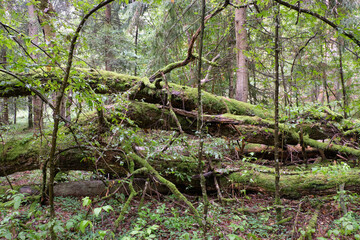 Deciduous stand with hornbeams and oaks