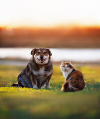 a fluffy cat and a cheerful dog are sitting on a sunny evening meadow - 793146368