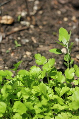 Fresh cilantro growing in the garden.